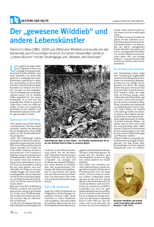 GESTERN UND HEUTE Landwirtschaftliches Wochenblatt Der „gewesene Wilddieb“ und andere Lebenskünstler Heinrich Lübke (1861–1922) aus Affeln war Wilddieb und wurde von der Gemeinde zum Flurschützer ernannt.