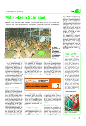 Landwirtschaftliches Wochenblatt TIER Mit spitzem Schnabel Die Verluste auf dem Hof Vriesen sind immer noch hoch.