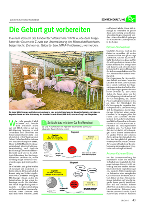 Landwirtschaftliches Wochenblatt SCHWEINEHALTUNG Die Geburt gut vorbereiten In einem Versuch der Landwirtschaftskammer NRW wurde dem Trage- futter der Sauen ein Zusatz zur Unterstützung des Mineralstoffwechsels beigemischt.