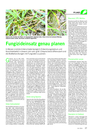 Landwirtschaftliches Wochenblatt PFLANZE G enauso wie in den ande- ren Getreidearten ist auch Weizen sehr unterschied- lich weit entwickelt.