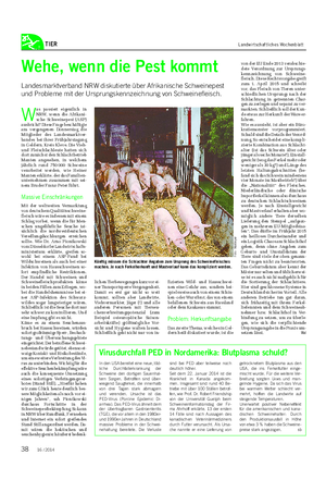 TIER Landwirtschaftliches Wochenblatt W as passiert eigentlich in NRW, wenn die Afrikani- sche Schweinepest (ASP) ausbricht?