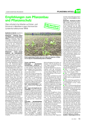 Landwirtschaftliches Wochenblatt PFLANZENBAU AKTUELL Krankheiten im Getreide: Detaillierte Informationen hierzu ab S.