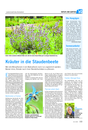 Landwirtschaftliches Wochenblatt NATUR UND GARTEN Salbei liefert aromatisch duftende Blätter und sieht mit seinen blauen Blüten gut im sonnigen Staudenbeet aus.