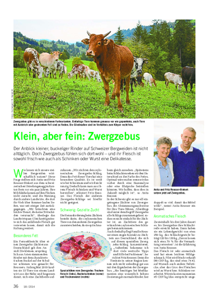 TIER Landwirtschaftliches Wochenblatt Klein, aber fein: Zwergzebus Der Anblick kleiner, buckeliger Rinder auf Schweizer Bergweiden ist nicht alltäglich.
