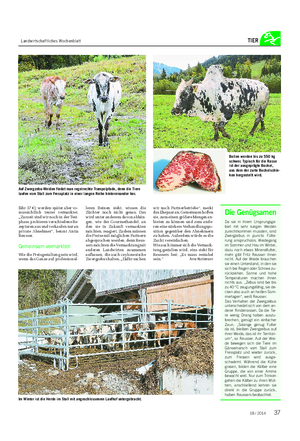 Landwirtschaftliches Wochenblatt TIER fähr 37 €), werden später aber vo- raussichtlich teurer vermarktet.