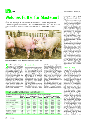 TIER Landwirtschaftliches Wochenblatt Welches Futter für Masteber?