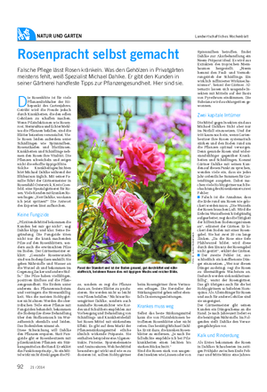 NATUR UND GARTEN Landwirtschaftliches Wochenblatt Rosenpracht selbst gemacht Falsche Pflege lässt Rosen kränkeln.