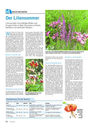 NATUR UND GARTEN Landwirtschaftliches Wochenblatt Die Hybride ‘Miss Feya’ bietet einen beein- drucken- den Anblick.