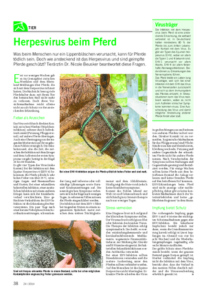 TIER Landwirtschaftliches Wochenblatt E rst vor wenigen Wochen gab es im Grenzgebiet zwischen Westfalen und dem Rhein- land Meldungen über Pferde, die sich mit dem Herpesvirus infiziert hatten.