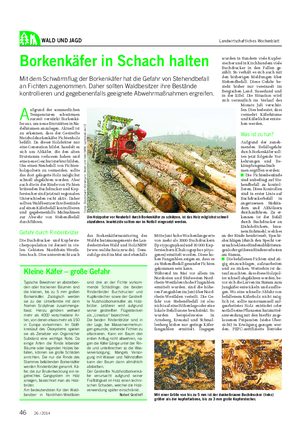 WALD UND JAGD Landwirtschaftliches Wochenblatt Borkenkäfer in Schach halten Mit dem Schwärmflug der Borkenkäfer hat die Gefahr von Stehendbefall an Fichten zugenommen.