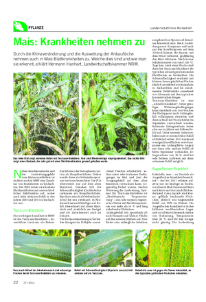 PFLANZE Landwirtschaftliches Wochenblatt N eben dem Maiszünzler und der Ausbreitungsgefahr vom Maiswurzelbohrer ist im Mais auch in NRW eine Zunah- me von Krankheiten zu beobach- ten.