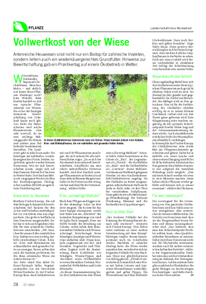 PFLANZE Landwirtschaftliches Wochenblatt Vollwertkost von der Wiese Artenreiche Heuwiesen sind nicht nur ein Biotop für zahlreiche Insekten, sondern liefern auch ein wiederkäuergerechtes Grundfutter.