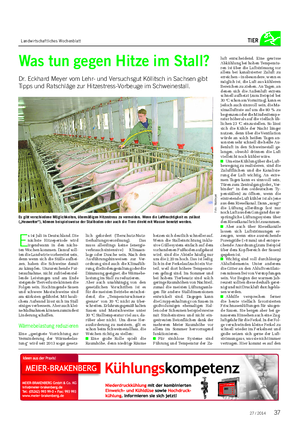 Landwirtschaftliches Wochenblatt TIER Was tun gegen Hitze im Stall?