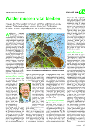 Landwirtschaftliches Wochenblatt WALD UND JAGD Wälder müssen vital bleiben Im Zuge des Klimawandels vermehren sich Pilze und Insekten, die zu höheren Waldschäden führen können.
