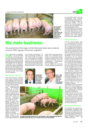 Landwirtschaftliches Wochenblatt TIER B örge anstelle von Jungebern mästen – das ist für Stefan Meyer aus Twistringen keine Alternative mehr.