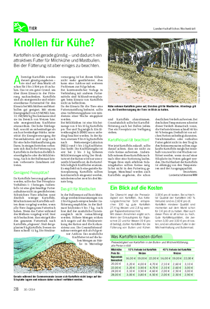 TIER Landwirtschaftliches Wochenblatt Knollen für Kühe?