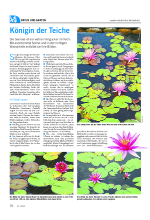 NATUR UND GARTEN Landwirtschaftliches Wochenblatt Königin der Teiche Die Seerose ist ein wahrer Hingucker im Teich.