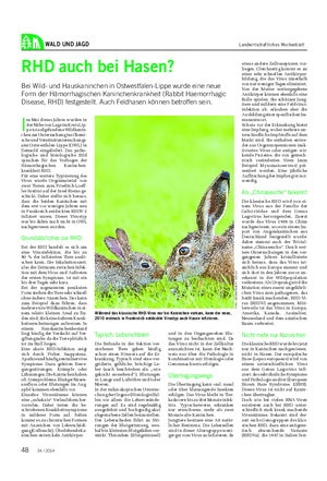 WALD UND JAGD Landwirtschaftliches Wochenblatt I m Mai dieses Jahres wurden in der Nähe von Lage im Kreis Lip- pe tot aufgefundene Wildkanin- chen zur Untersuchung ins Chemi- sche und Veterinäruntersuchungs- amt Ostwestfalen-Lippe (OWL) in Detmold eingeliefert.