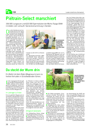 TIER Landwirtschaftliches Wochenblatt Da steckt der Wurm drin Ein Befall mit dem Roten Magenwurm kann zu herben Verlusten in Schafbeständen führen.