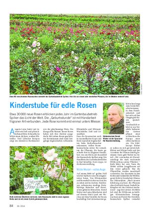 NATUR UND GARTEN Landwirtschaftliches Wochenblatt A uguste Luise betört mit in- tensivem Duft und pfirsich- farbener Blüte.