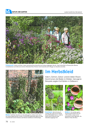 NATUR UND GARTEN Landwirtschaftliches Wochenblatt Im Herbstkleid Astern, Dahlien, Gräser und die letzten Rosen: Damit locken die Beete im Oktober.