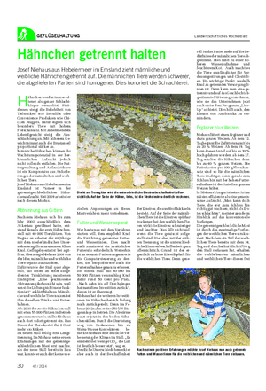 GEFLÜGELHALTUNG Landwirtschaftliches Wochenblatt Hähnchen getrennt halten Josef Niehaus aus Hebelermeer im Emsland zieht männliche und weibliche Hähnchen getrennt auf.