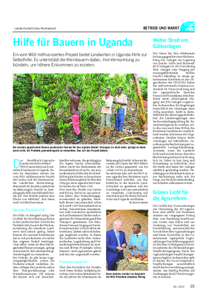 Landwirtschaftliches Wochenblatt BETRIEB UND MARKT Hilfe für Bauern in Uganda Ein vom WLV mitfinanziertes Projekt bietet Landwirten in Uganda Hilfe zur Selbsthilfe: Es unterstützt die Kleinbauern dabei, ihre Vermarktung zu bündeln, um höhere Einkommen zu erzielen.