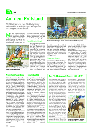 TIER Landwirtschaftliches Wochenblatt Auf dem Prüfstand Fünf Haflinger und zwei Edelbluthaflinger stellten sich dem diesjährigen 30-Tage-Test im Landgestüt in Warendorf.