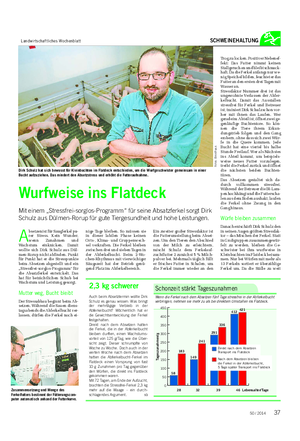Landwirtschaftliches Wochenblatt SCHWEINEHALTUNG A bsetzen ist für Saugferkel pu- rer Stress.
