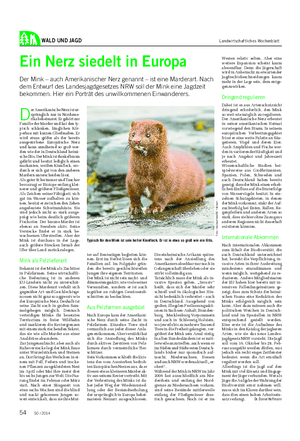 WALD UND JAGD Landwirtschaftliches Wochenblatt Ein Nerz siedelt in Europa Der Mink – auch Amerikanischer Nerz genannt – ist eine Marderart.