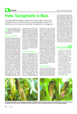 PFLANZE Landwirtschaftliches Wochenblatt Hohe Toxingehalte in Mais Viele Maisbestände zeigten in diesem Jahr Verpilzungen.