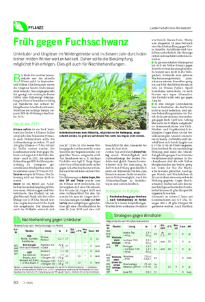 PFLANZE Landwirtschaftliches Wochenblatt Früh gegen Fuchsschwanz Unkräuter und Ungräser im Wintergetreide sind in diesem Jahr durch den bisher milden Winter weit entwickelt.