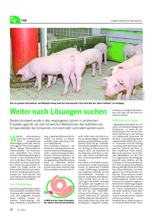 TIER Landwirtschaftliches Wochenblatt W elcher Schweinehalter kennt das Problem nicht?