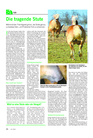 TIER Landwirtschaftliches Wochenblatt I st die Stute besamt, heißt es für den Züchter: Warten auf die ers- te Trächtigkeitsuntersuchung.