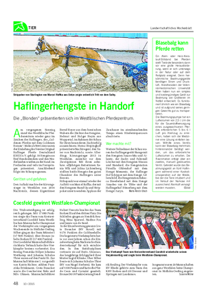 TIER Landwirtschaftliches Wochenblatt A m vergangenen Sonntag stand das Westfälische Pfer- dezentrum wieder ganz im Zeichen des Haflingers, des „Gol- denen Pferdes mit dem Goldenen Herzen“.