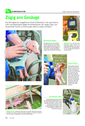 SCHWEINEHALTUNG Landwirtschaftliches Wochenblatt Zügig ans Gesäuge Das Wichtigste für neugeborene Ferkel ist Biestmilch.