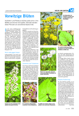 Landwirtschaftliches Wochenblatt NATUR UND GARTEN Vorwitzige Blüten Huflattich und Pestwurz blühen jetzt schon.