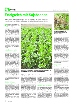 PFLANZE Landwirtschaftliches Wochenblatt Erfolgreich mit Sojabohnen Auch Sojabohnenfelder lassen sich als ökologische Vorrangflächen anrechnen.