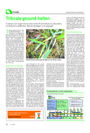 PFLANZE Landwirtschaftliches Wochenblatt Triticale gesund halten In diesem Jahr zeigt Triticale einen hohen Krankheitsdruck, besonders mit Gelbrost und Mehltau.