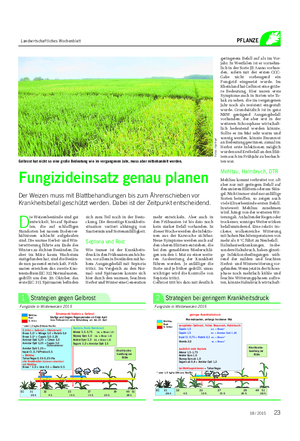Landwirtschaftliches Wochenblatt PFLANZE D ie Weizenbestände sind gut entwickelt, bis auf Spätsaa- ten, die auf schluffigen Standorten bei nassen Bodenver- hältnissen schlecht aufgelaufen sind.