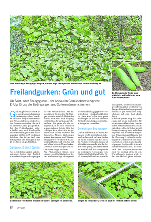 NATUR UND GARTEN Landwirtschaftliches Wochenblatt Freilandgurken: Grün und gut Ob Salat- oder Einlegegurke – der Anbau im Gemüsebeet verspricht Erfolg.