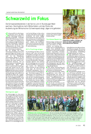 Landwirtschaftliches Wochenblatt Schwarzwild im Fokus Die Schwarzwildbestände in der Senne und im Teutoburger Wald wachsen.