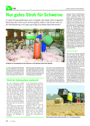 TIER Landwirtschaftliches Wochenblatt Nur gutes Stroh für Schweine In vielen Schweinebetrieben wird in jüngster Zeit wieder Stroh eingesetzt.