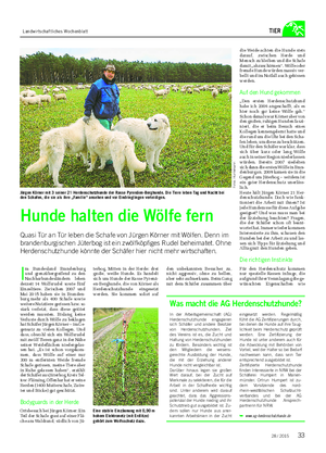 Landwirtschaftliches Wochenblatt TIER I m Bundesland Brandenburg und grenzübergreifend zu den Nachbarbundesländern leben derzeit 14 Wolfsrudel sowie fünf Einzeltiere.