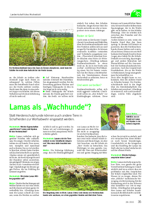 Landwirtschaftliches Wochenblatt TIER an, die Schafe zu treiben oder eventuell sogar nach ihnen zu schnappen?