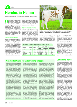 TIER Landwirtschaftliches Wochenblatt Hornlos in Hamm Juni-Auktion der Rinder-Union West eG (RUW) Ü berschaubar, aber üblich für die Jahreszeit.