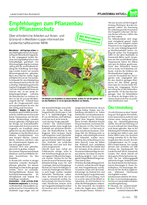 Landwirtschaftliches Wochenblatt PFLANZENBAU AKTUELL Maiszünsler – Auf Eigelege achten: In den Befallsgebieten hat der Haupt- zuflug der Maiszünsler begonnen.