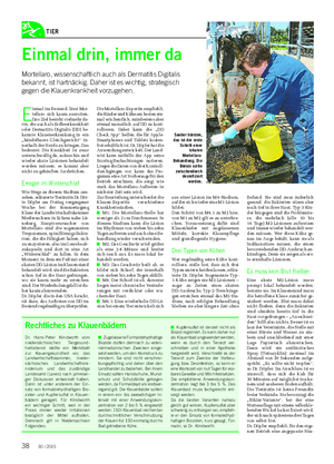 TIER Landwirtschaftliches Wochenblatt Einmal drin, immer da Mortellaro, wissenschaftlich auch als Dermatitis Digitalis bekannt, ist hartnäckig.