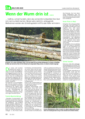 WALD UND JAGD Landwirtschaftliches Wochenblatt Wenn der Wurm drin ist … … heißt es, schnell handeln, denn das vermeintlich entwertete Holz lässt sich noch zu Geld machen.
