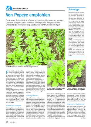 NATUR UND GARTEN Landwirtschaftliches Wochenblatt Von Popeye empfohlen Dank neuer Sorten lässt sich Spinat jetzt auch im Hochsommer aussäen.